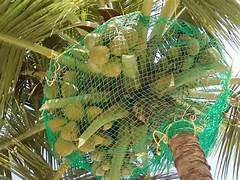 Coconut Tree Safety Nets