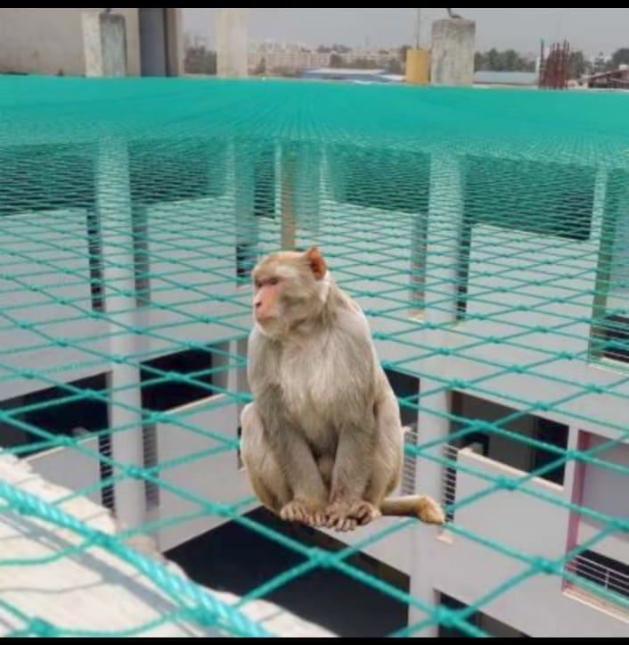 Monkey Safety Nets
