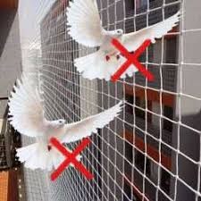 Pigeon Net Installation 12