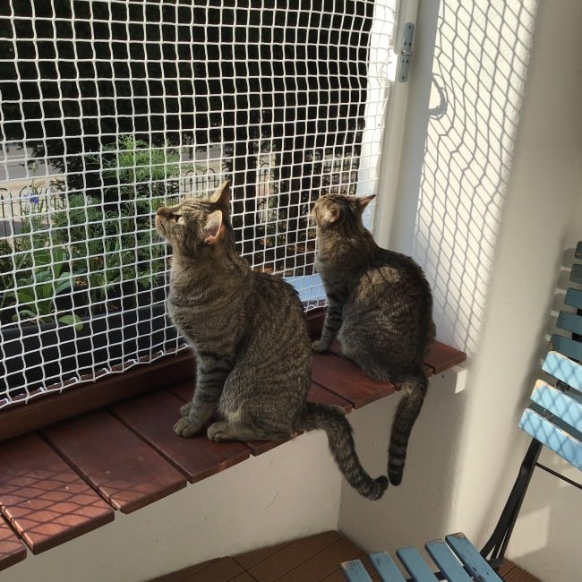 Safety Net Installation 8